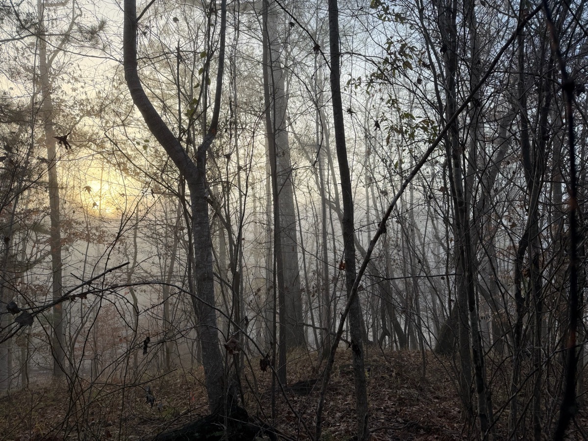 Misty fall morning light filtering through bare hardwoods on the property